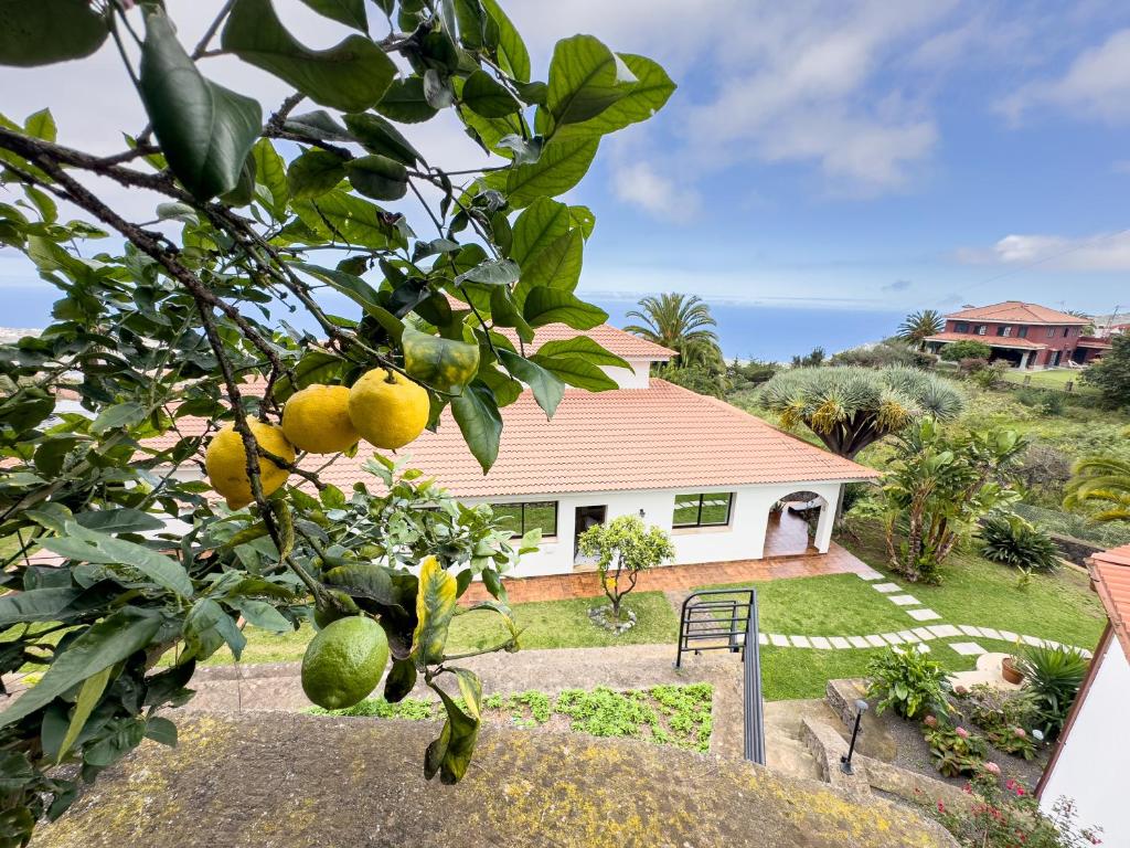 Villa Sohlara văzută printre lămâi, cu oceanul în depărtare